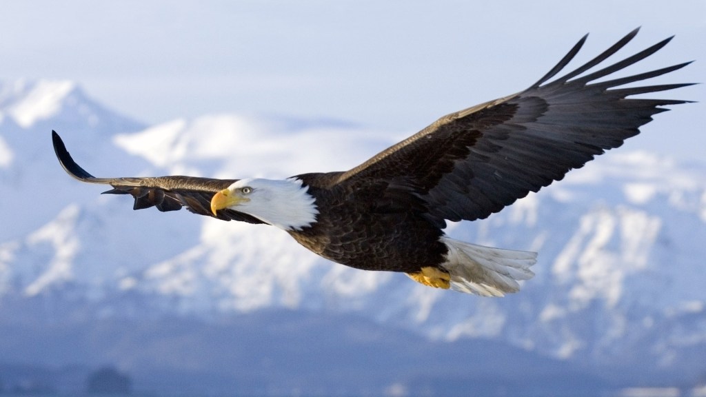 Photo of eagle flying.